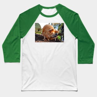 New Zealand Kunekune Pig Baseball T-Shirt